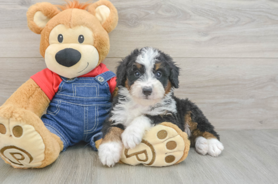 Little Mini Bernesedoodle Poodle Mix Puppy