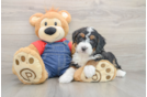 Mini Bernedoodle Pup Being Cute