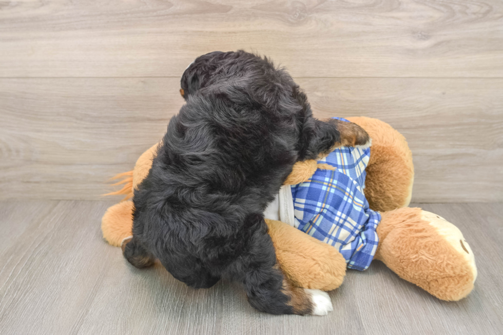 Best Mini Bernedoodle Baby