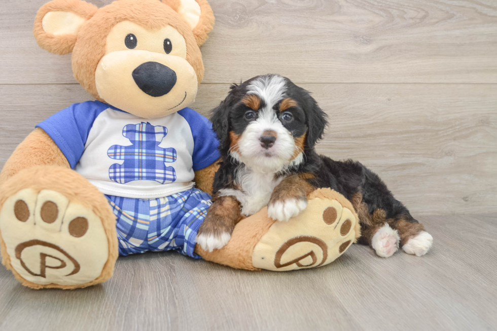 Popular Mini Bernedoodle Poodle Mix Pup