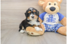 Mini Bernedoodle Pup Being Cute