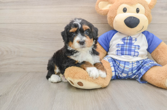 Mini Bernedoodle Pup Being Cute