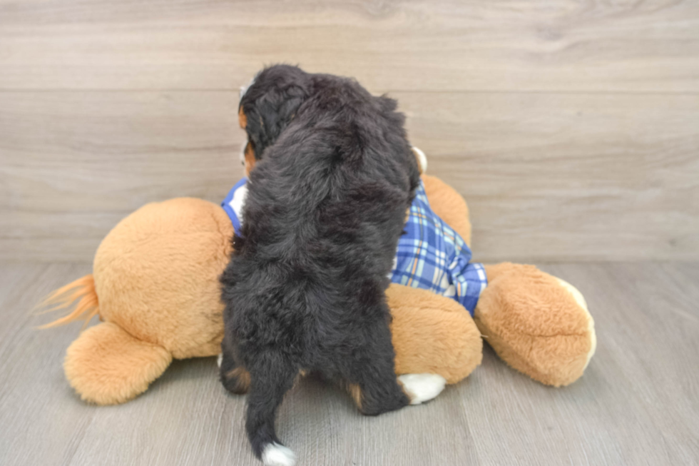 Best Mini Bernedoodle Baby