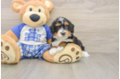 Friendly Mini Bernedoodle Baby