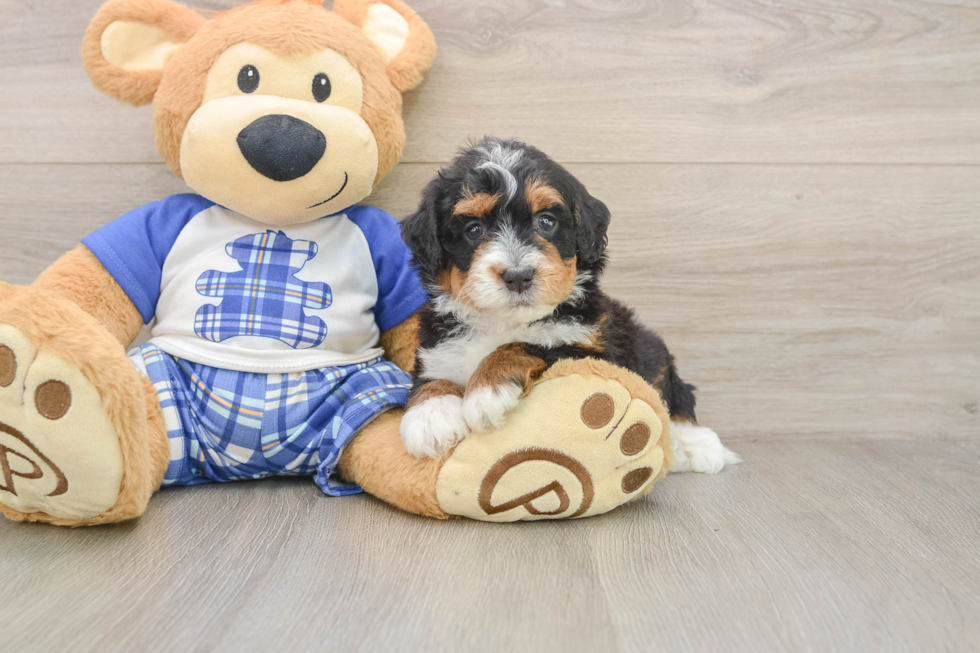 Friendly Mini Bernedoodle Baby
