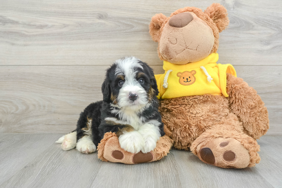 Popular Mini Bernedoodle Poodle Mix Pup