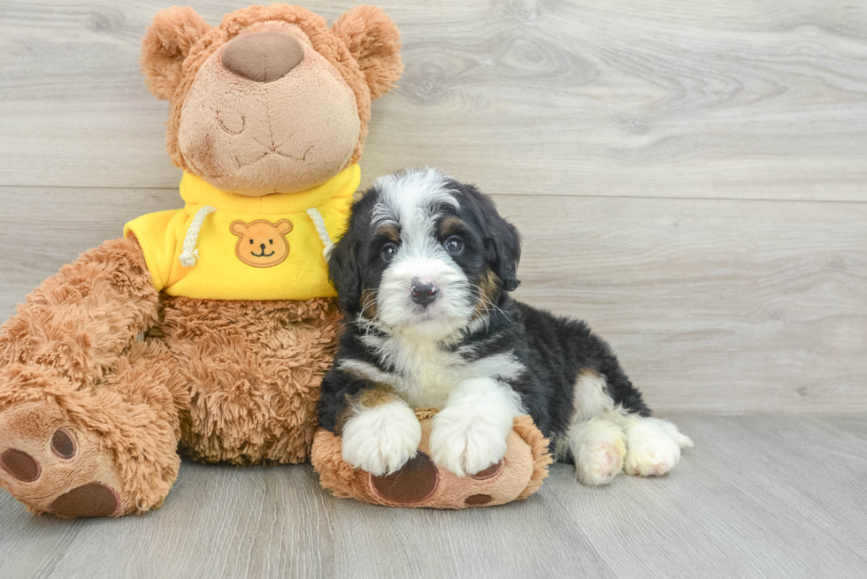 Adorable Mini Berniedoodle Poodle Mix Puppy