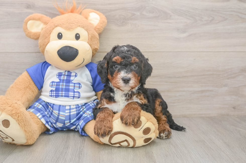 5 week old Mini Bernedoodle Puppy For Sale - Florida Fur Babies