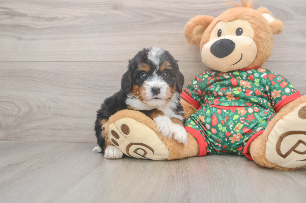 Mini Bernedoodle Puppy for Adoption