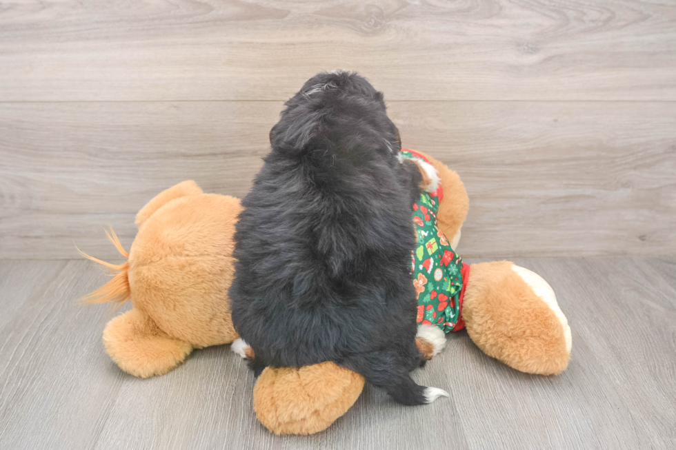 Best Mini Bernedoodle Baby