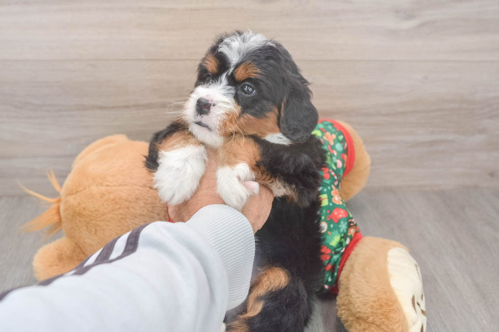 Mini Bernedoodle Puppy for Adoption