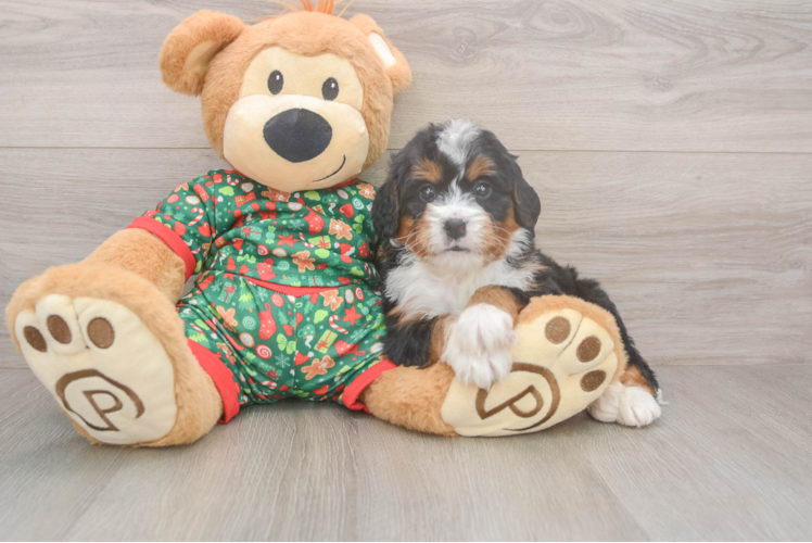 Mini Bernedoodle Pup Being Cute