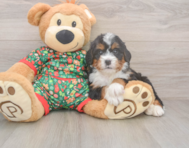 8 week old Mini Bernedoodle Puppy For Sale - Florida Fur Babies
