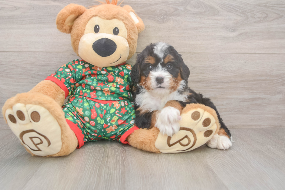 Mini Bernedoodle Pup Being Cute