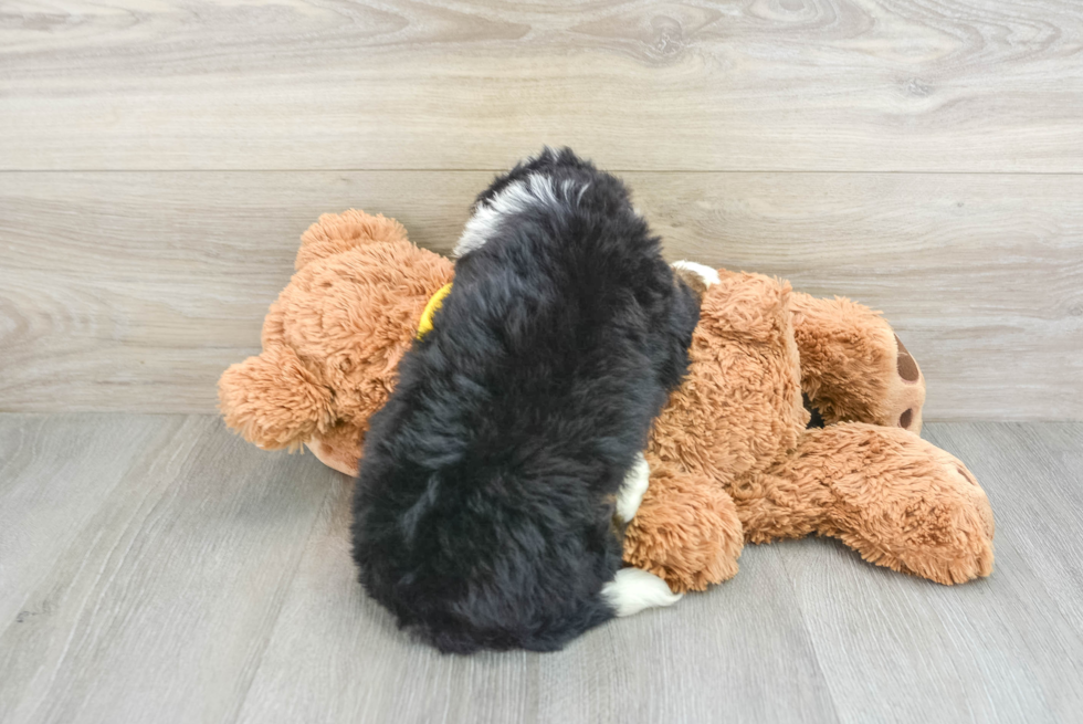 Mini Bernedoodle Pup Being Cute