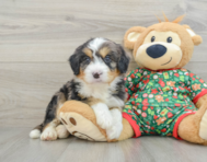 6 week old Mini Bernedoodle Puppy For Sale - Florida Fur Babies