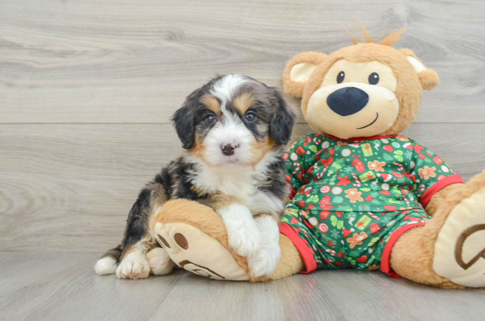 5 week old Mini Bernedoodle Puppy For Sale - Florida Fur Babies