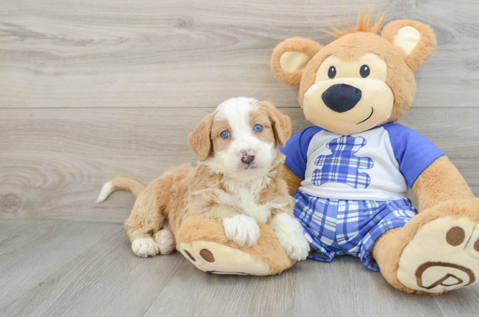 5 week old Mini Bernedoodle Puppy For Sale - Florida Fur Babies