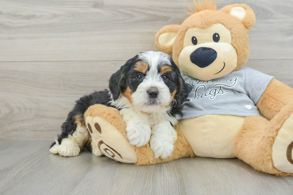 Mini Bernedoodle Pup Being Cute