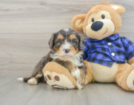 8 week old Mini Bernedoodle Puppy For Sale - Florida Fur Babies