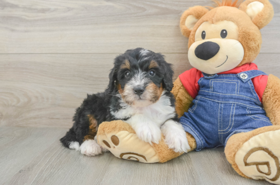 Small Mini Bernedoodle Baby