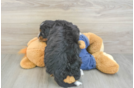 Small Mini Bernedoodle Baby