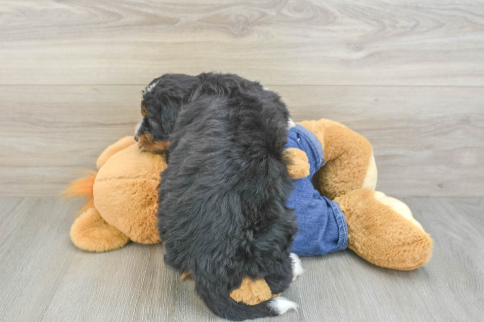 Small Mini Bernedoodle Baby