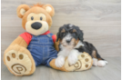 Mini Bernedoodle Pup Being Cute