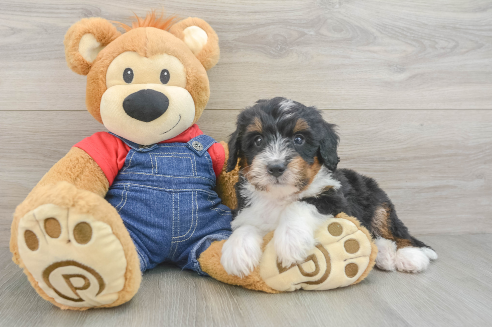 Mini Bernedoodle Pup Being Cute