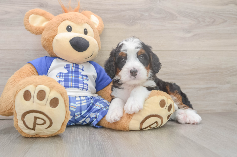 5 week old Mini Bernedoodle Puppy For Sale - Florida Fur Babies