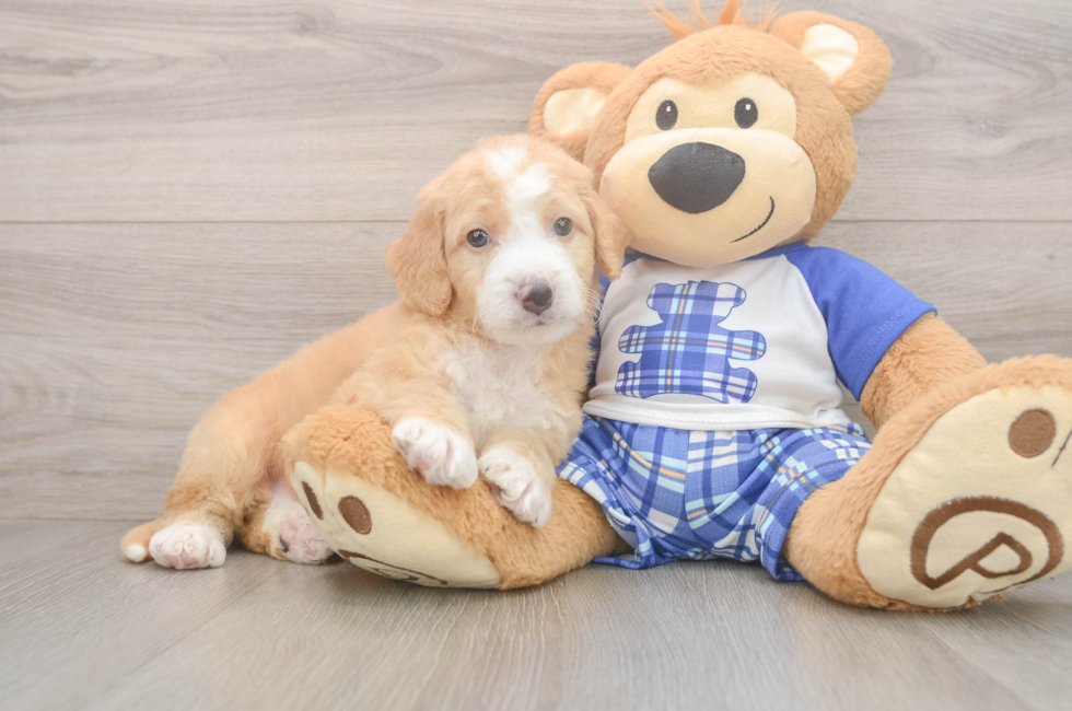 5 week old Mini Bernedoodle Puppy For Sale - Florida Fur Babies