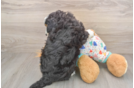 Mini Bernedoodle Puppy for Adoption