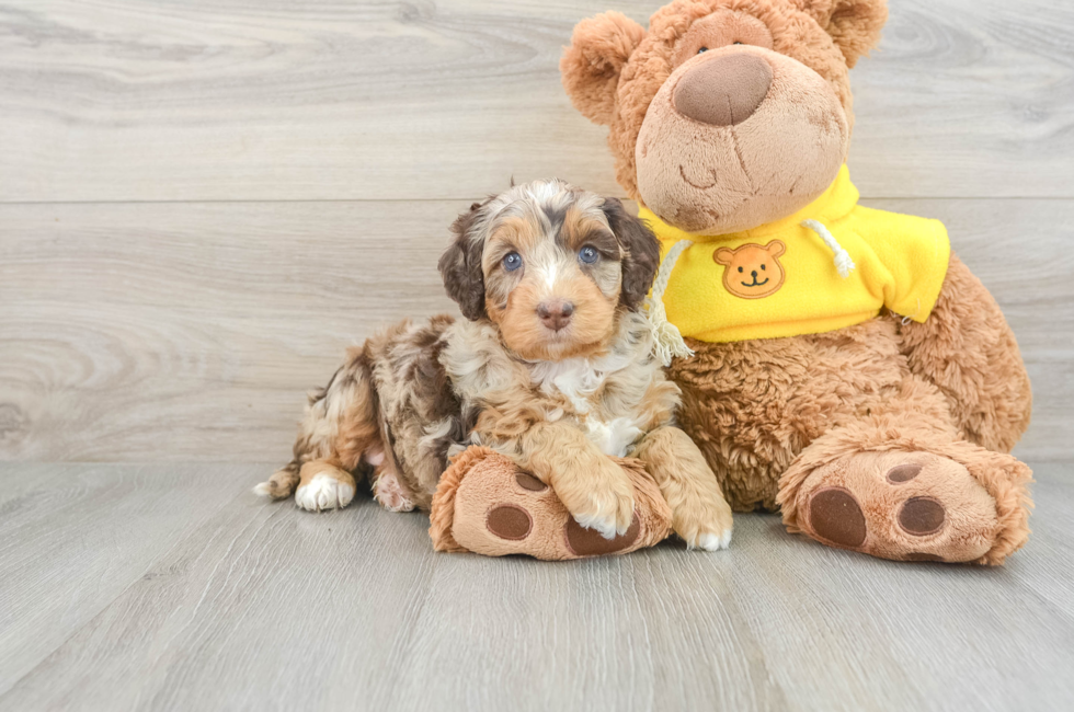 6 week old Mini Bernedoodle Puppy For Sale - Florida Fur Babies