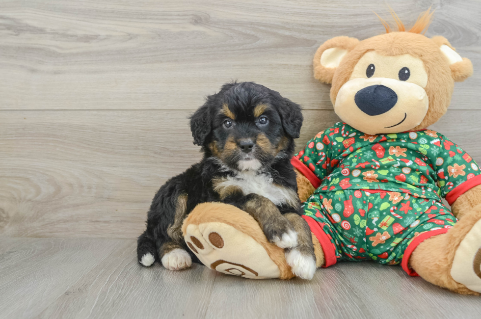 5 week old Mini Bernedoodle Puppy For Sale - Florida Fur Babies