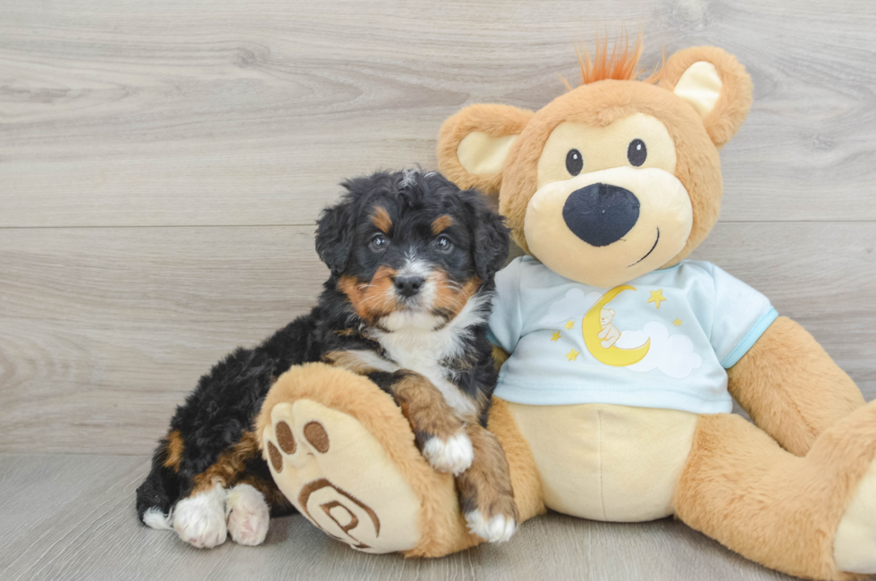 5 week old Mini Bernedoodle Puppy For Sale - Florida Fur Babies