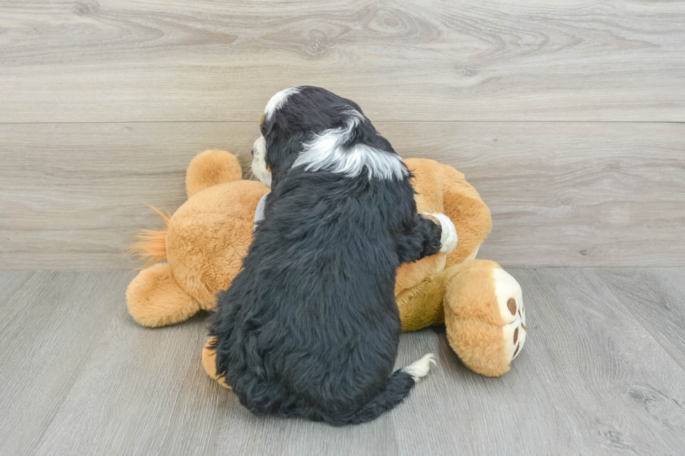 Mini Bernedoodle Pup Being Cute