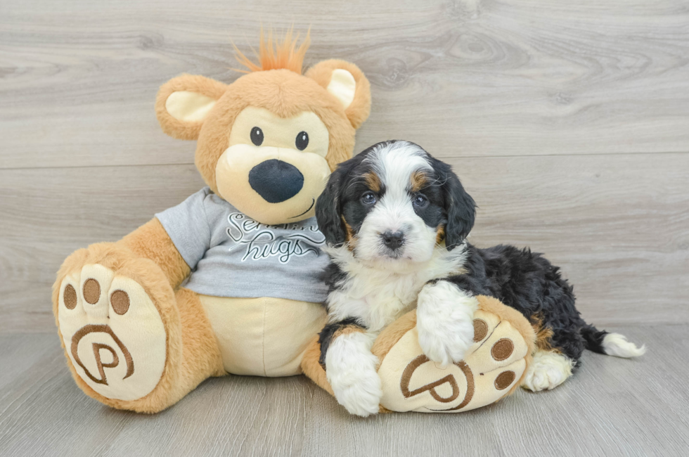 6 week old Mini Bernedoodle Puppy For Sale - Florida Fur Babies