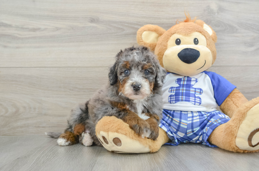 6 week old Mini Bernedoodle Puppy For Sale - Florida Fur Babies