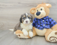 8 week old Mini Bernedoodle Puppy For Sale - Florida Fur Babies
