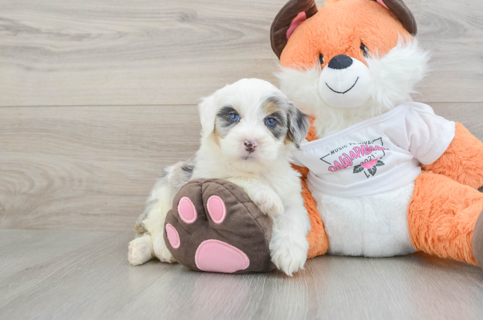 5 week old Mini Bernedoodle Puppy For Sale - Florida Fur Babies