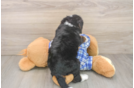 Best Mini Bernedoodle Baby