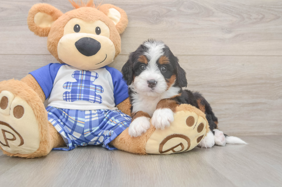 5 week old Mini Bernedoodle Puppy For Sale - Florida Fur Babies