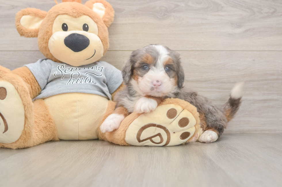 5 week old Mini Bernedoodle Puppy For Sale - Florida Fur Babies