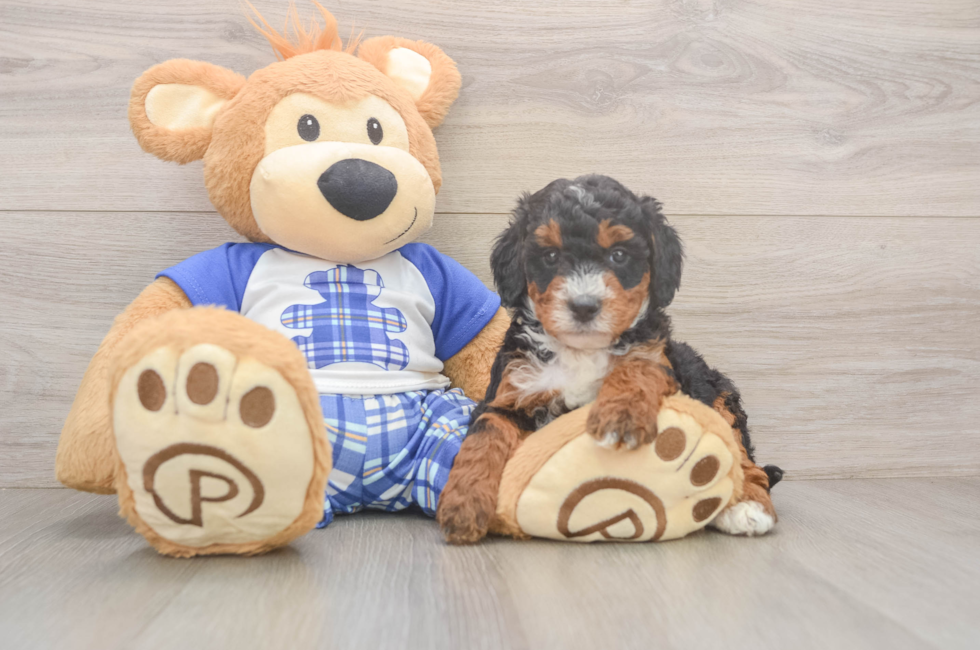 5 week old Mini Bernedoodle Puppy For Sale - Florida Fur Babies