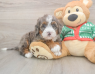 6 week old Mini Bernedoodle Puppy For Sale - Florida Fur Babies