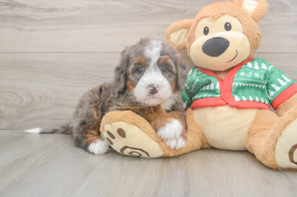 6 week old Mini Bernedoodle Puppy For Sale - Florida Fur Babies