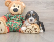 7 week old Mini Bernedoodle Puppy For Sale - Florida Fur Babies