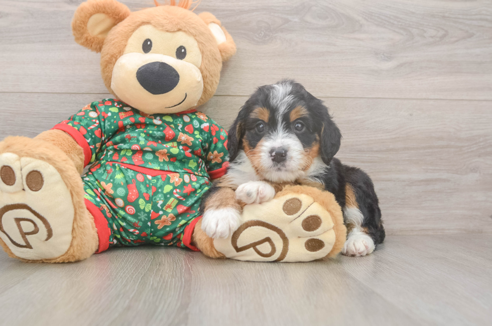 6 week old Mini Bernedoodle Puppy For Sale - Florida Fur Babies