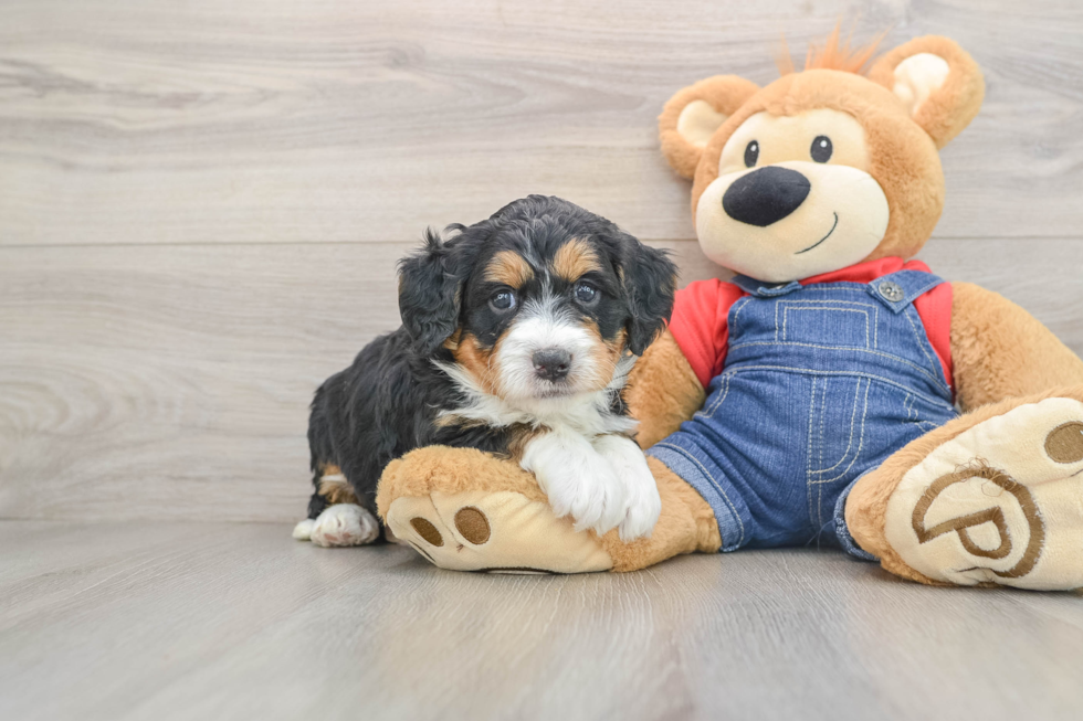 Mini Bernedoodle Pup Being Cute