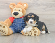 5 week old Mini Bernedoodle Puppy For Sale - Florida Fur Babies